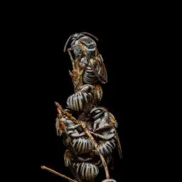 Sebagabones's Avatar